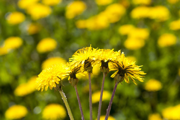 several yellow dandelions