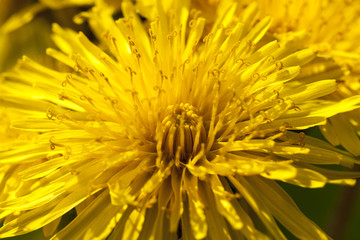 one yellow dandelions