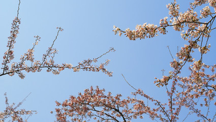 桜　春　空　素材