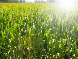Maize fields, long green lush crop