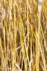 stalks of wheat