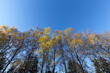 yellow foliage