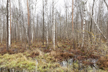 marshland with birches