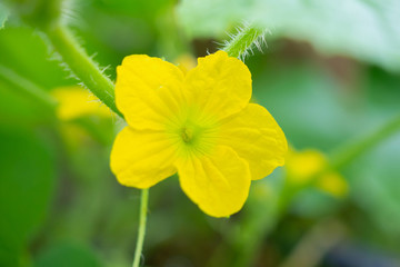 Melon flower yellow color with green leaves in organic plant garden