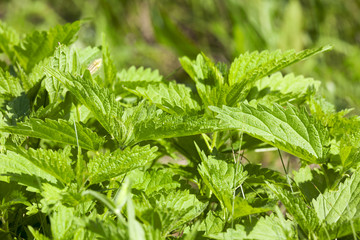nettle leaves