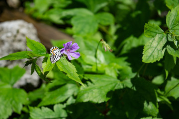 Flower with Butterfly