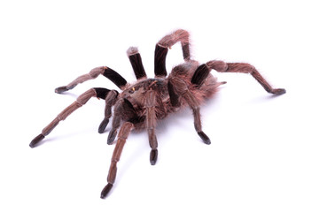 Tarantula (Proshapalopus amazonicus)