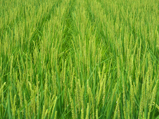 田んぼ一面に広がる稲の花