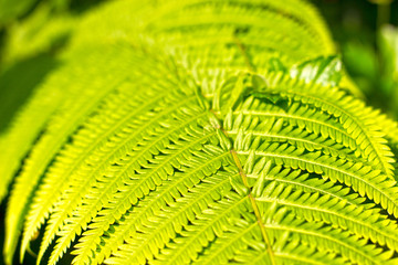 Sunny fresh green color fern leaf background