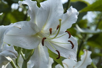 Obraz premium カーサブランカ Casa Blanca