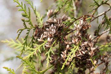 fir seeds