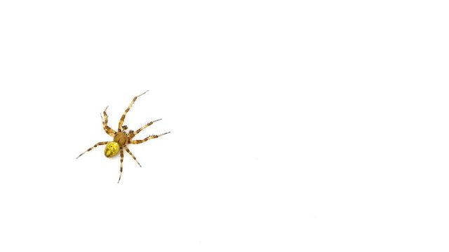Logo spider crawls on the screen isolated on a white background
