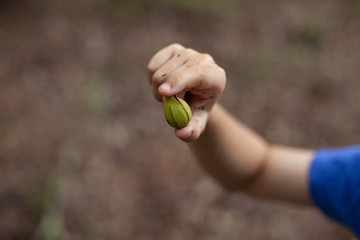 Child's Hand Holding Green Acorn