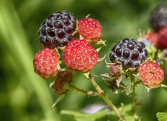 Wild black raspberry (Rubus occidentalis) berries, Iowa, USA