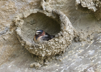 American Cliff Swallow  bilding nest using clay