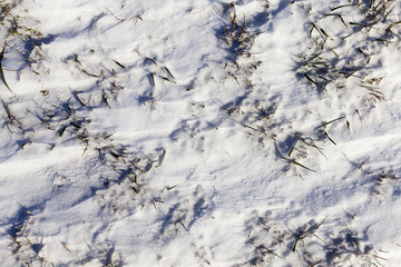 dry grass in the snow-covered field