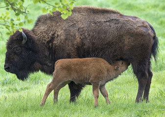  Female American bison (Bison bison) with calf © Natalia Kuzmina