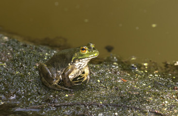 The largest of all North American frogs, American bullfrog (Lithobates catesbeianus)
