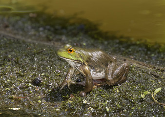 American bullfrog (Lithobates catesbeianus) in movement