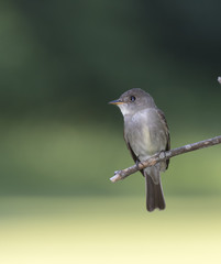 Eastern Wood-Pewee perched on the tree branch