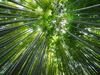 Bamboo Forest - Kamakura, Kanagawa, Japan