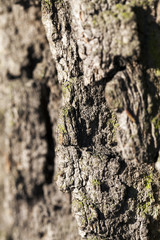 Tree bark, close-up