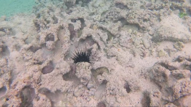Underwater moving quickly over a shallow rocky area with many black, purple, and yellow colored sea urchins in Oahu, hawaii