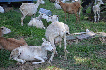 herd of sheep resting