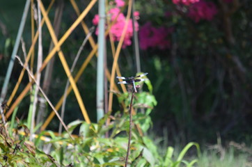 dragonfly in a garden