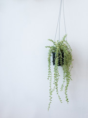 Naklejka premium Hanging pots with creepers on white walls.