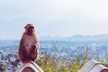 Monkey standing on the wall in Kathmandu, Nepal