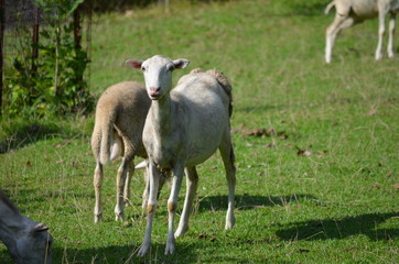 Obraz na płótnie Canvas two sheep in a meadow