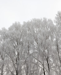 Photographed winter forest