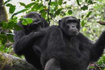 Close up portrait of Chimpanzees, Kibale Forest Uganda