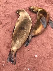 Naklejka premium Sea lions on red sand beach, Rabida Island, Galapagos