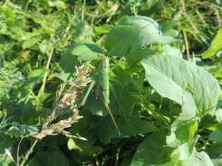 зеленый кузнечик в зеленой траве