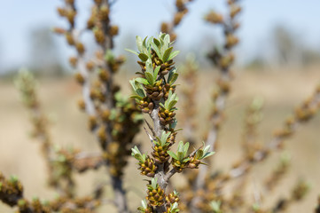 Blossoming of sea-buckthorn in April