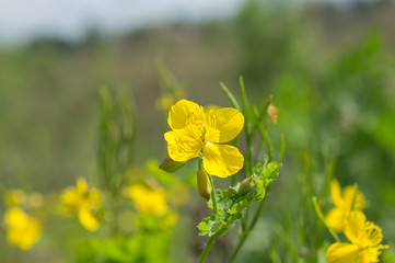 Sinapis (mustard) is a genus of plants in the family Brassicaceae