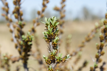 Blossoming of sea-buckthorn in April
