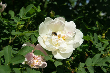 Flower of dogrose with a bee that collects pollen