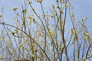 Flowering willow (buds blossomed) in April
