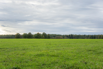Green field in September
