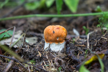 Mushroom orange cap boletus in the forest.