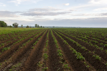 Rows of potatoes on the field.
