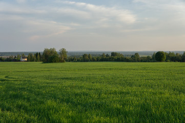 Oat field at sunset of the spring sun.