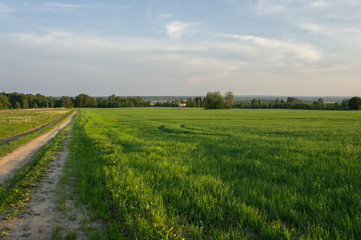 Oat field at sunset of the spring sun.