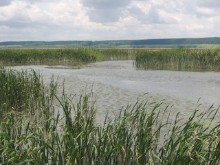 камыш на озере