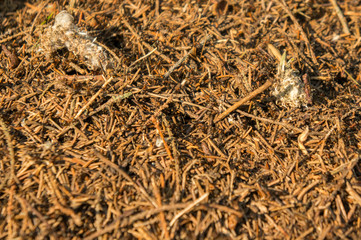 Ants on an anthill at sunset