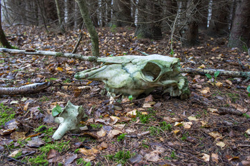A skull of a cow covered with moss in an autumnal, gloomy forest.