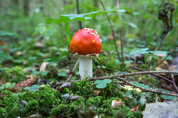 Mushroom fly agaric in the forest.